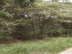 #TE0231 - Terreno para Venda em Mairiporã - SP - 3