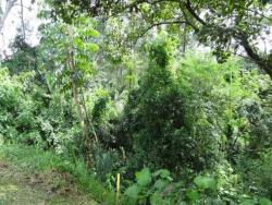 #TE0259 - Terreno para Venda em São Paulo - SP - 2